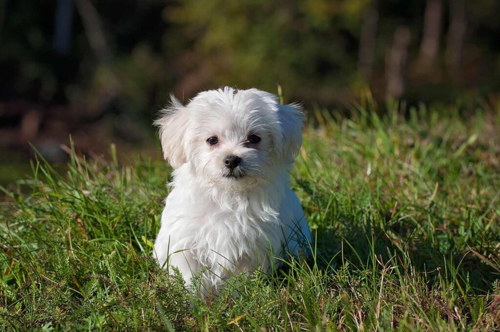weißer Malteser Hund
