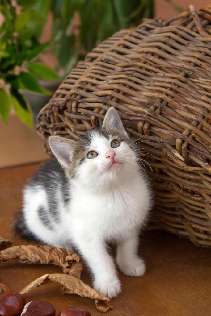 süße junge Katze schaut nach oben