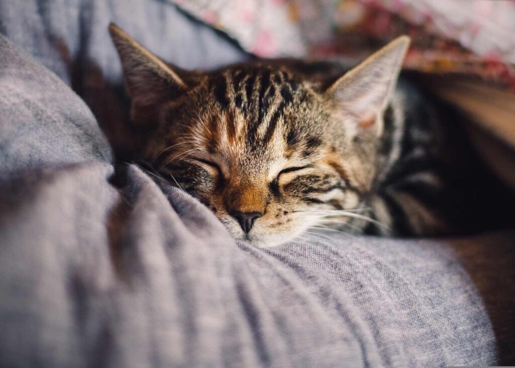 schlafende kleine Katze