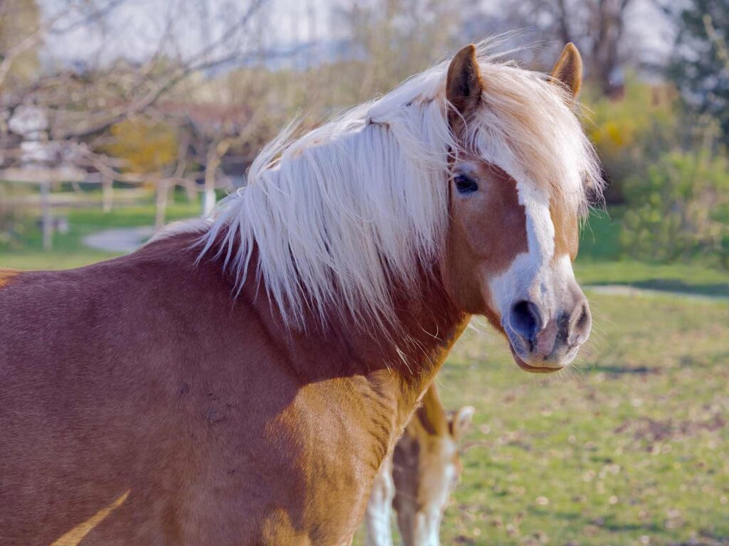 Pferd
